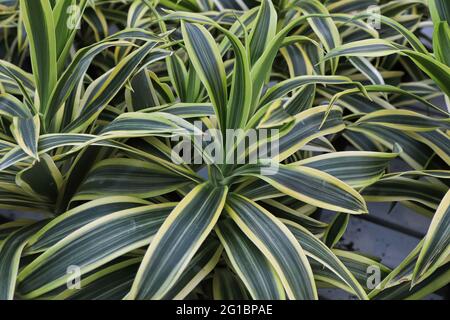 Closeup delle foglie su più piante di dracaena Foto Stock