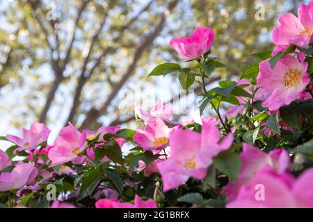 Rosa brillante Carolina rose in piena fioritura. Londra, Regno Unito. 5.6.2021 --- Rosa carolina, comunemente conosciuta come la rosa Carolina, rosa pascolo, o rosa prateria, Foto Stock