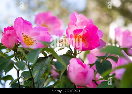 Rosa brillante Carolina rose in piena fioritura. Londra, Regno Unito. 5.6.2021 --- Rosa carolina, comunemente conosciuta come la rosa Carolina, rosa pascolo, o rosa prateria, Foto Stock