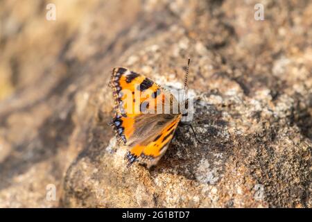 Primo piano di una farfalla su una roccia Foto Stock