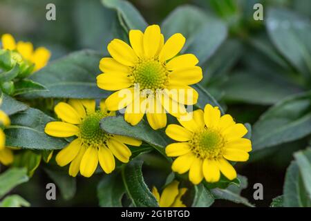 Primo piano di graziosi fiori di copertura di terra gialli Foto Stock