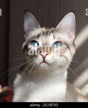 Gatto di casa Foto Stock