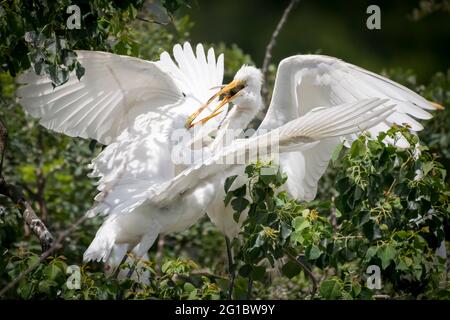 Great Egrets che si nutrisce ad High Island, Texas Foto Stock