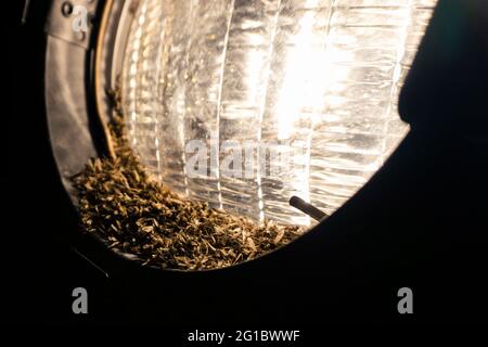 Insetti volanti attratti da lampada leggera e che muoiono Foto Stock