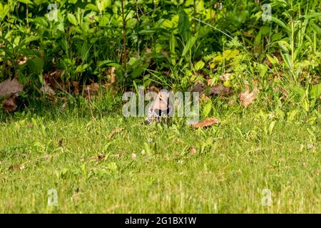 Il flicker settentrionale (Colaptes auratus) raccogliere il cibo nel prato Foto Stock