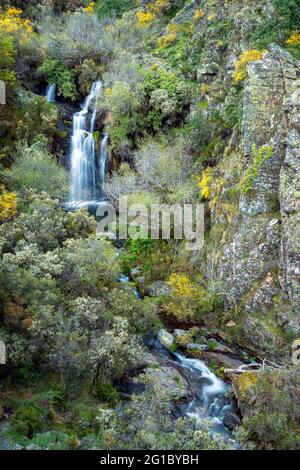 Bella cascata del torrente Quelhas nella Serra da Lousã, in Portogallo, al centro di tappeti con vegetazione dai colori primaverili. Foto Stock
