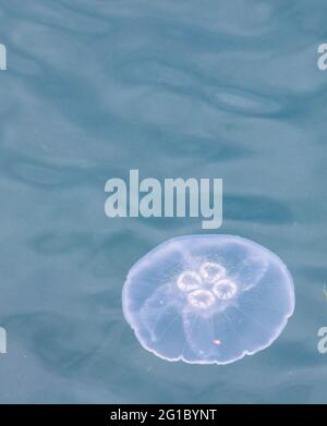 Vivete le meduse d'acqua nell'oceano appena fuori Quadra Island Foto Stock