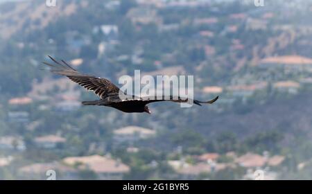 Un avvoltoio tacchino (catartes aura) sorvola la San Fernando Valley a Los Angeles, California, USA Foto Stock