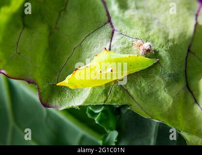 Cavolo bianco farfalla pupa su foglia rossa di kale russo. Piccoli crisalidi verdi giallastra in fase di metamorfosi. Conosciuto come farfalla di cavolo o Pi Foto Stock