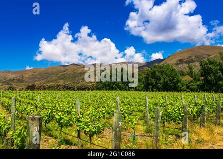 Uve da vino al vigneto Rippon sulle rive del lago Wanaka, Otago, Isola del Sud, Nuova Zelanda Foto Stock