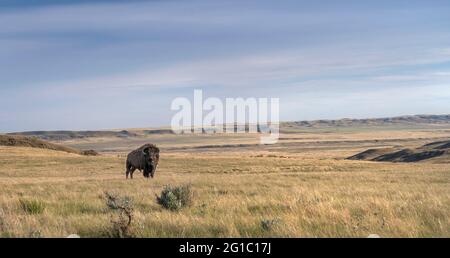 Le singole pianure maschili bison sulla prateria nel Parco Nazionale delle praterie, Saskatchewan, Canada Foto Stock