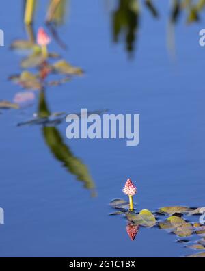 Acqua Smartweed (Polygonum anfibio) in fiore a Panama Flats, Victoria, BC, Canada Foto Stock