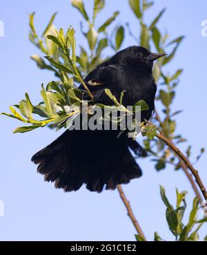 Giovane uccello nero alato rosso (Agelaius phoeniceus), arroccato su un ramo Foto Stock
