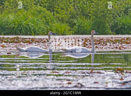 Un paio di Trumpeter Swans in un lago di North Woods nella Sylvania Wilderness in Michigan Foto Stock