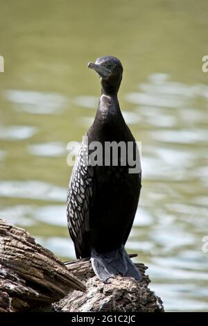 il piccolo cormorano nero è seduto su un tronco nel mezzo di un lago Foto Stock