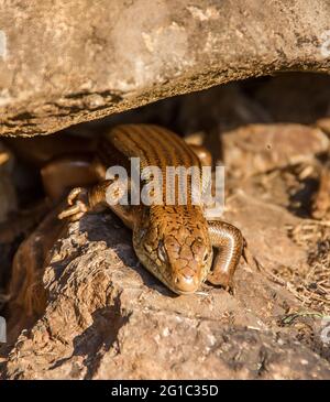 Pista a strisce orientali, ctenotus robustus, che emerge dalla fessura in rocce basaltiche. Queensland, Australia. Godendo il sole. Foto Stock