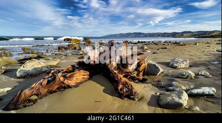 Naturale bellissimo driftwood sulla spiaggia deserta di sabbia remota a Flat Point Wairarapa Nuova Zelanda Foto Stock