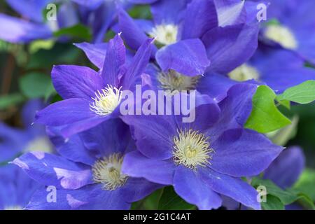 Porpora Clematis Jackmanii, Fiori, scalatori da giardino Foto Stock