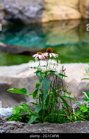 Un coneflower viola cresce a Cincinnati, Ohio, USA. Foto Stock