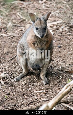 il wallaby tammar è in piedi sulle sue gambe posteriori Foto Stock