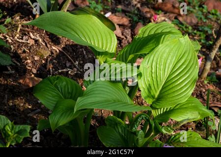 Proiphys amboinensis, foglie verdi circolari con pattern definito. Foto Stock