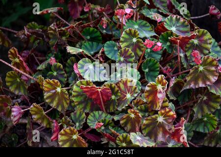 Le foglie di Begonia rex, un mix di verde, rosa o borgogna, includono anche tonalità metalliche di argento grigio. Foto Stock