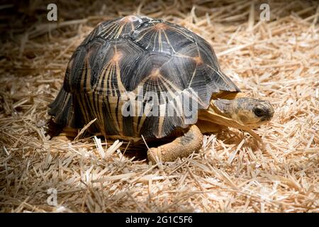 questa è una vista laterale di una tartaruga irradiata Foto Stock