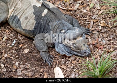 Il Rhinoceros iguana sta schedando la sua pelle Foto Stock