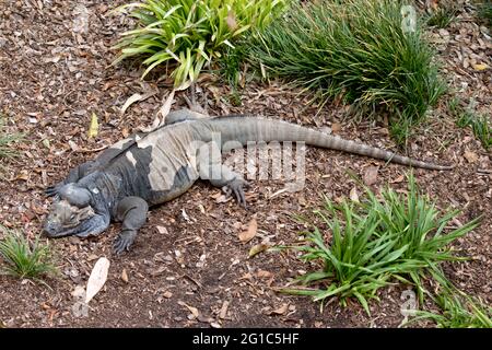 Il Rhinoceros iguana sta schedando la sua pelle Foto Stock