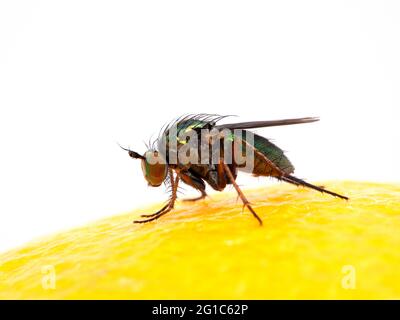 Mosca verde iridescente a zampe lunghe, specie Dolichopodidae, che poggia sulla superficie di un limone Foto Stock