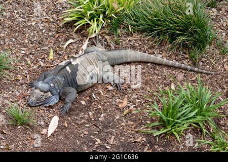 Il Rhinoceros iguana sta schedando la sua pelle Foto Stock