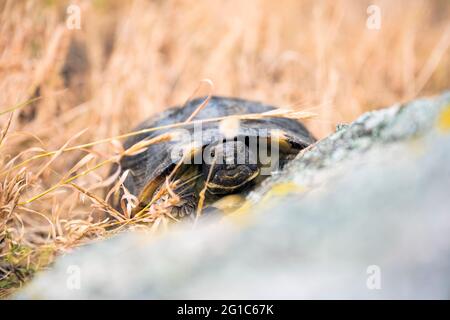 (Fuoco selettivo) splendida vista di una tartaruga sarda marginata che cammina nel selvaggio. Foto Stock