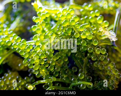 Primo piano uva marina alghe (Caulerpa Lentillifera). Uva di mare (caviale verde) sfondo. Foto Stock
