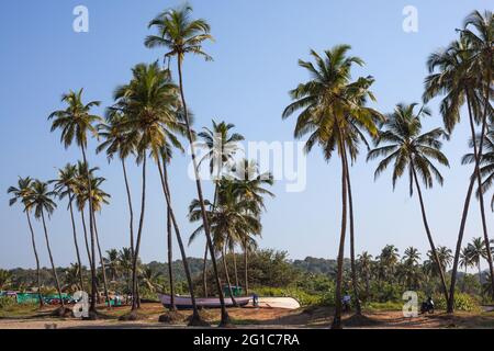 Barche da pesca, alte palme e cielo blu sulla pittoresca spiaggia di Agonda, Goa, India Foto Stock