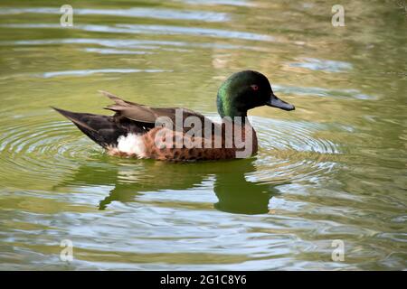 l'anatra maschio di castagno teal sta nuotando sul lago Foto Stock