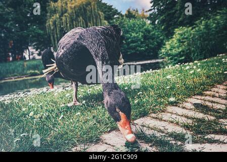 L'oca nera curiosa guarda direttamente nella macchina fotografica al Borbeck Park di Essen. Parco del castello in estate nello zoo presso lo stagno. Foto Stock