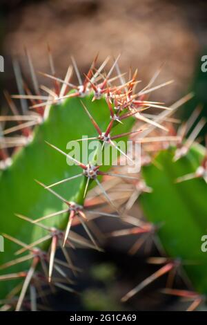 Macro fotografia di cactus nel giardino sotto il sole come gambo di cactus da decorare con fiori in fiore per la decorazione della casa, decorazione della stanza, decorati Foto Stock