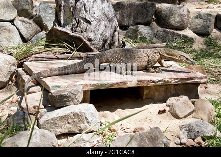 la lucertola del monitor del laccio si trova su una sporgenza Foto Stock