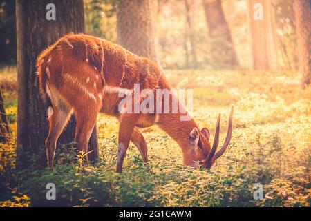 Una radura nel Parco Serengeti di Hodenhagen come un giovane cervo cerca cibo nel rifugio della foresta durante le ore del mattino. Foto Stock