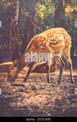 Una radura nel Parco Serengeti di Hodenhagen come un giovane cervo cerca cibo nel rifugio della foresta durante le ore del mattino. Foto Stock