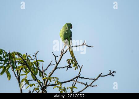 WIMBLEDON LONDRA 7 giugno 2021 . Un parakeet (Psittacula krameri) con anello di rosa che percola su un ramo di albero in una luminosa mattina di sole a Wimbledon. Le previsioni meteo sono per il sole e le alte temperature oggi a Londra e nel sud-est di Londra. Credit amer Ghazzal/Alamy Live News Foto Stock