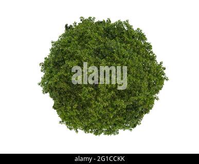 Il cerchio delle foglie verdi è isolato su bianco Foto Stock