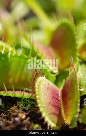 Immagine macro delle trappole aperte di una pianta di trappola di Venere Foto Stock