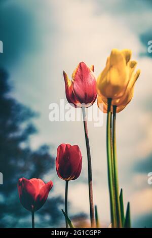 Suggestivo e surreale mare di ​​flowers fatto di tulipani come decorazione emotiva nell'aldilà - lutto e morte - un tocco di emozione e di pensiero. Foto Stock