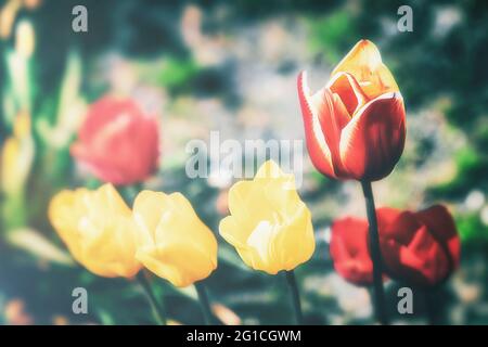 Un tocco di emozione, moody, colorato e bellissimo fiorito di tulipani nell'aldilà. Gruga Park Essen. Tristezza e solitudine. Foto Stock