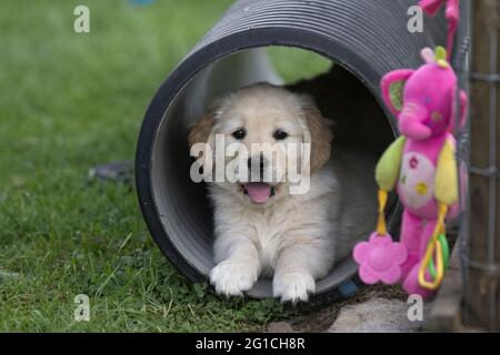Golden Retriever cucire in un tubo culvert con giocattoli. Foto Stock