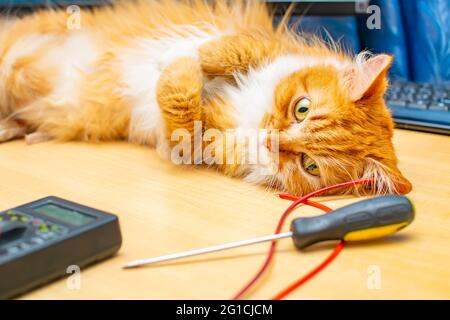 un gatto rosso si trova su una scrivania vicino al computer e alla tastiera Foto Stock