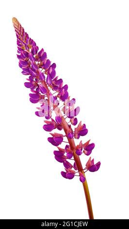 Lupino viola isolato su sfondo bianco. Lupin estate germoglio di fiori selvatici. Lilla fiore selvatico. Foto Stock