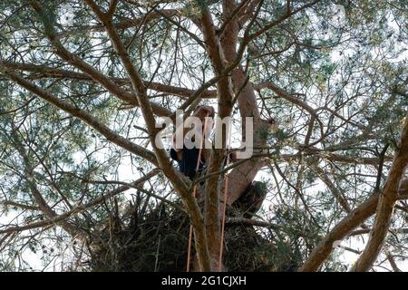 06 giugno 2021, Brandenburg, Dallgow-Döberitz: L'immagine mostra un arrampicatore di alberi al nido dell'aquila dalla coda bianca. Solo poche aquile dalla coda bianca vivevano ancora in Germania negli anni '60. A causa del divieto dell'insetticida DDT e delle misure di protezione intensiva, nel frattempo le popolazioni si sono riprese. Un paio di aquile dalla coda bianca si sta coltivando nel Döberitzer Heide per molti anni e il loro comportamento di allevamento è regolarmente osservato e documentato da guardiani volontari. Una volta all'anno la prole viene inanellata. Un arrampicatore professionista dell'albero si arrampica nel nido per questo scopo. I due y Foto Stock