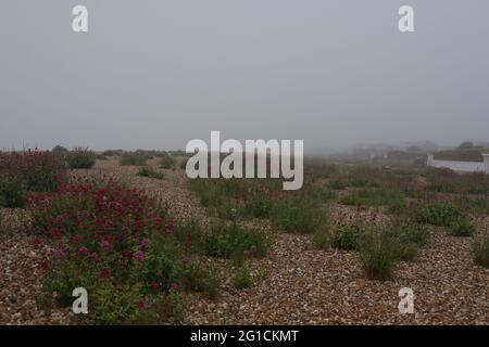 Aldwick, Regno Unito. 7 giugno 2021. Meteo UK. Piante selvatiche visto crescere nella spiaggia di ghiaia durante la nebbia di mattina presto sulla costa sud. Credit: Joe Kuis / Alamy reportage Foto Stock